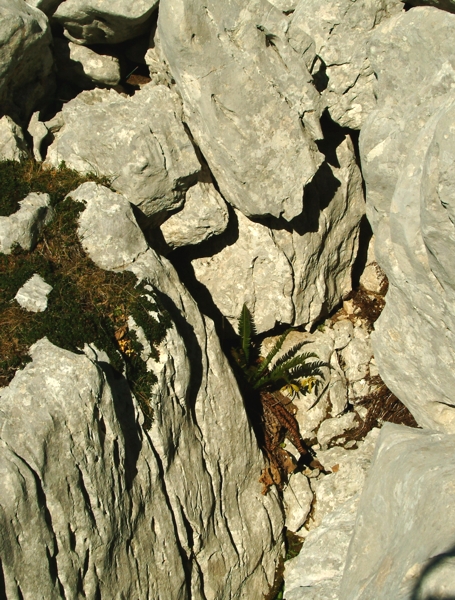 Polystichum lonchitis / Felce lonchite